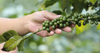 Getting to Know the Next Generation of Coffee