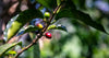 Coffee freshness explained: what roast date actually means