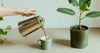 French press coffee: step-by-step guide for perfect results