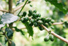  What Does Coffee Processing Actually Mean for Your Coffee? 