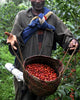  The many, many people who help get your coffee to you 