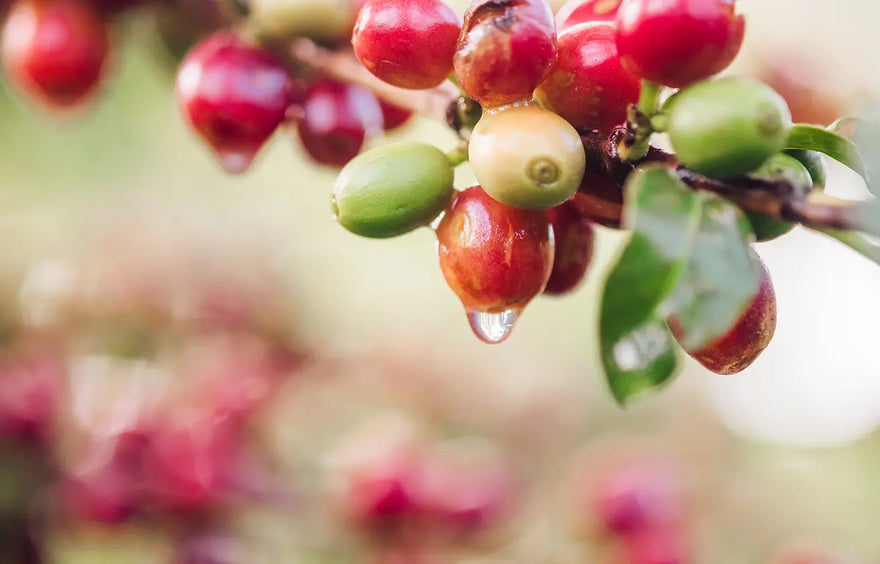 Organic Coffee Collection