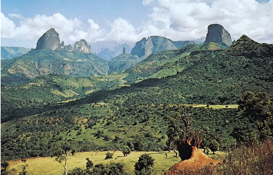 Ethiopian Coffees