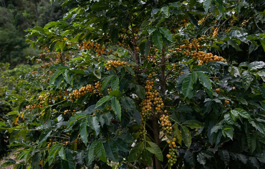 Brazilian Coffees