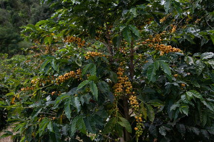 Brazilian Coffees