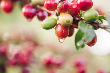 Organic Coffee Collection